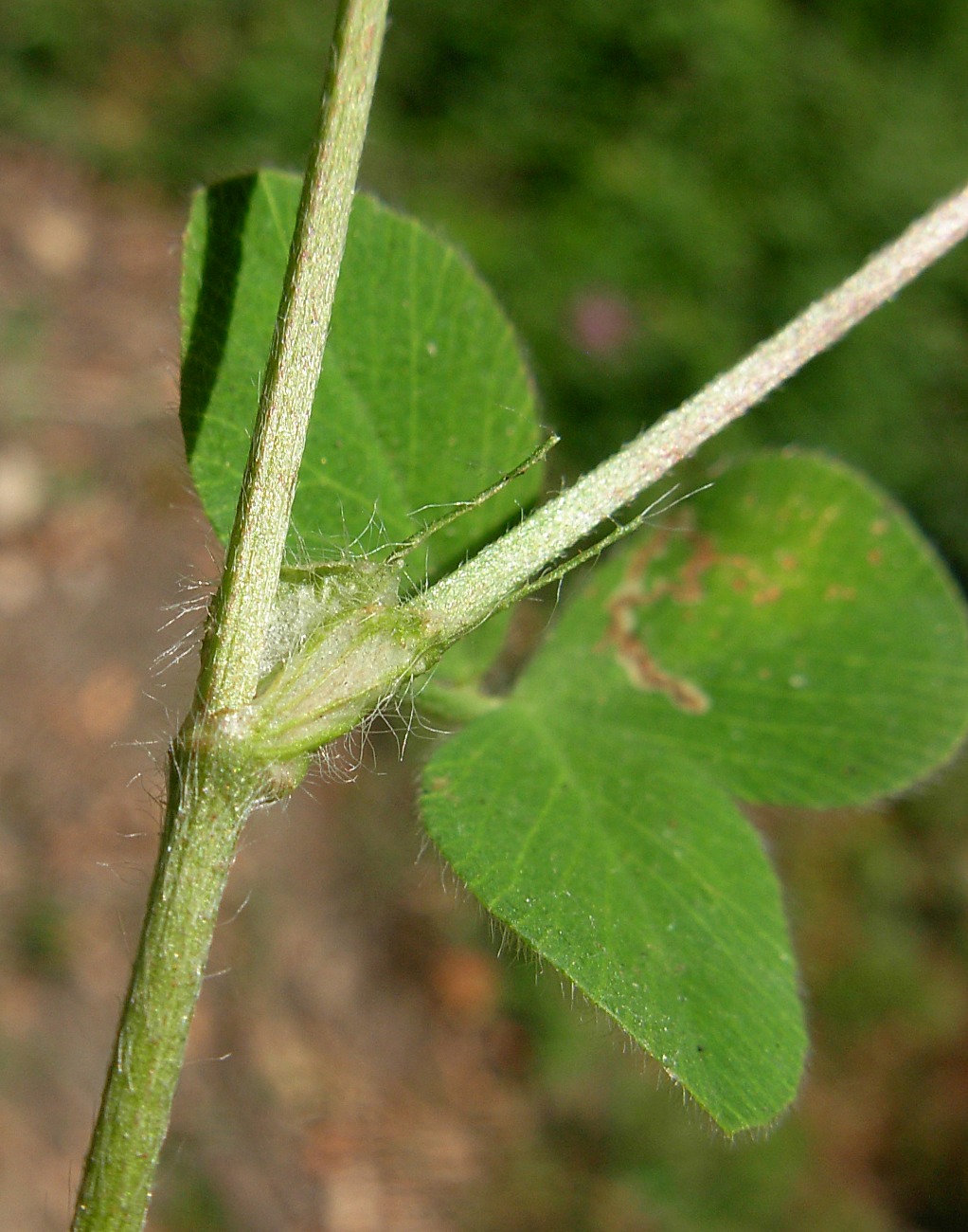 Trifolium pallidum Waldst. & Kit. / Trifoglio pallido